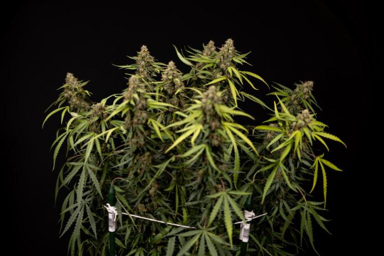 Godfather OG ✞ Auto - Zamnesia x B&B. Week 12 - Godfather OG #2 - Harvest Day
