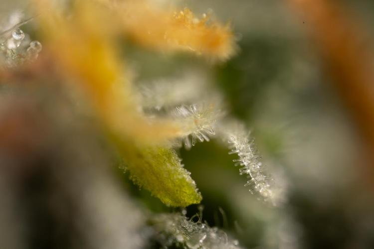 Godfather OG ✞ Auto - Zamnesia x B&B. Week 12 - Godfather OG #2 - Harvest Day - Micro Worlds 10x