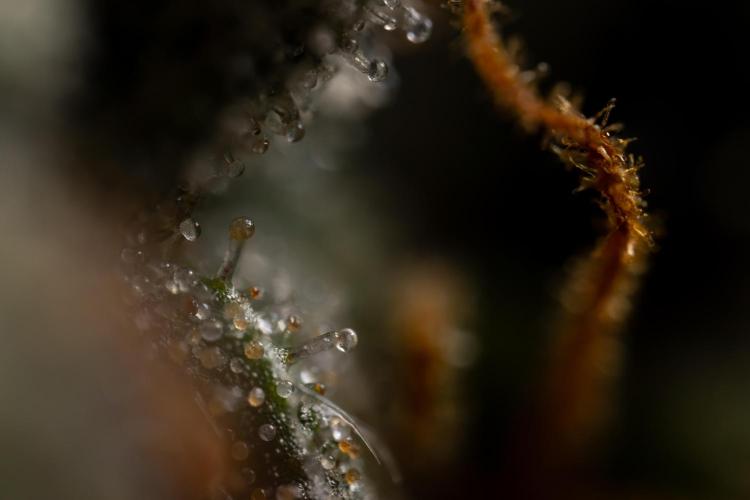 Godfather OG ✞ Auto - Zamnesia x B&B. Week 12 - Godfather OG #2 - Harvest Day - Micro Worlds 10x