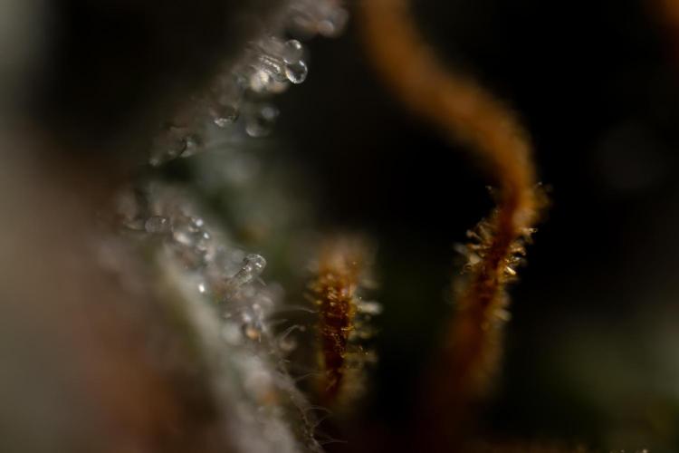 Godfather OG ✞ Auto - Zamnesia x B&B. Week 12 - Godfather OG #2 - Harvest Day - Micro Worlds 10x