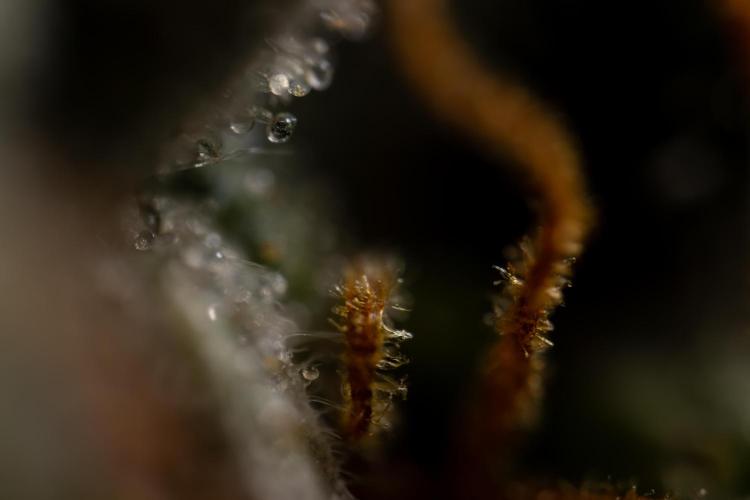 Godfather OG ✞ Auto - Zamnesia x B&B. Week 12 - Godfather OG #2 - Harvest Day - Micro Worlds 10x