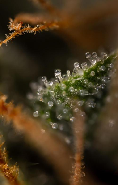 Godfather OG ✞ Auto - Zamnesia x B&B. Week 12 - Godfather OG #2 - Harvest Day - Micro Worlds 10x
