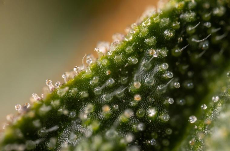 Godfather OG ✞ Auto - Zamnesia x B&B. Week 12 - Godfather OG #2 - Harvest Day - Micro Worlds 10x