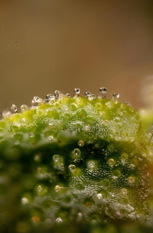 Godfather OG ✞ Auto - Zamnesia x B&B. Week 12 - Godfather OG #2 - Harvest Day - Micro Worlds 10x