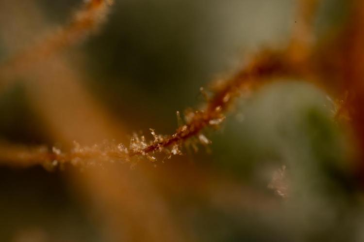 Godfather OG ✞ Auto - Zamnesia x B&B. Week 12 - Godfather OG #2 - Harvest Day - Micro Worlds 10x