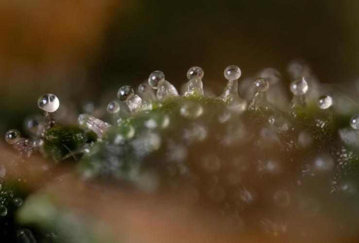 Godfather OG ✞ Auto - Zamnesia x B&B. Week 12 - Godfather OG #2 - Harvest Day - Micro Worlds 10x