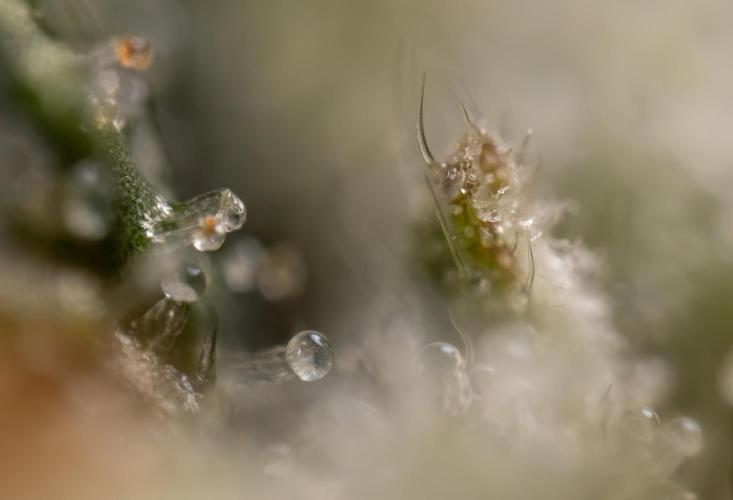 Godfather OG ✞ Auto - Zamnesia x B&B. Week 12 - Godfather OG #2 - Harvest Day - Micro Worlds 10x