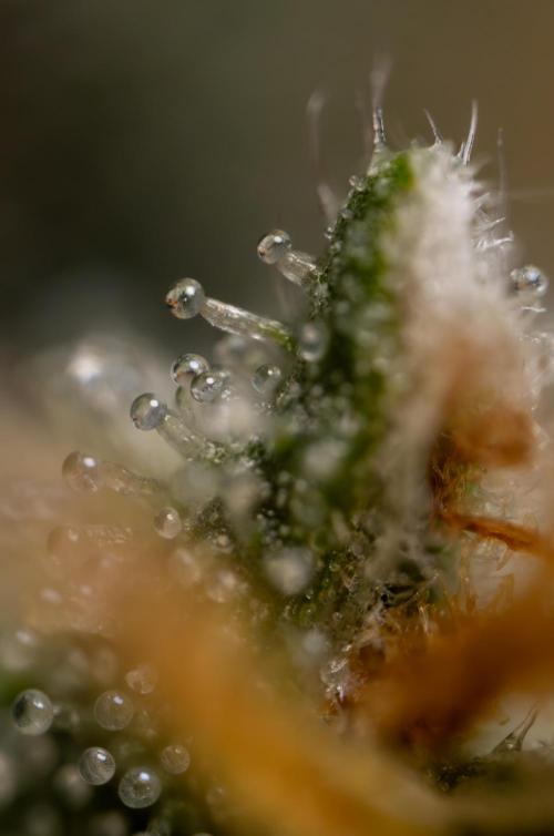 Godfather OG ✞ Auto - Zamnesia x B&B. Week 12 - Godfather OG #2 - Harvest Day - Micro Worlds 10x