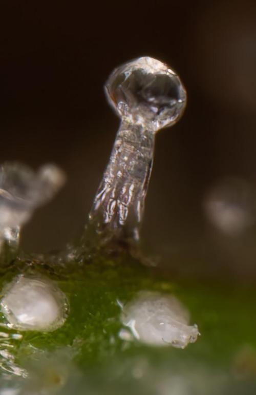Godfather OG ✞ Auto - Zamnesia x B&B. Week 12 - Godfather OG #2 - Harvest Day - Micro Worlds 10x