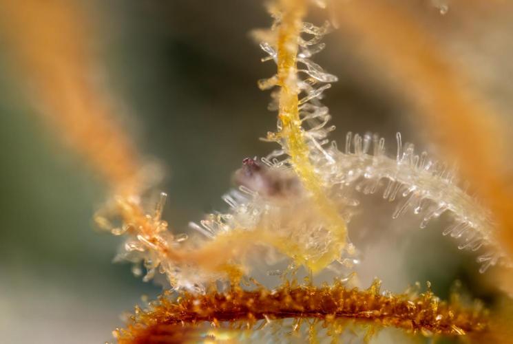 Godfather OG ✞ Auto - Zamnesia x B&B. Week 12 - Godfather OG #2 - Harvest Day - Micro Worlds 10x