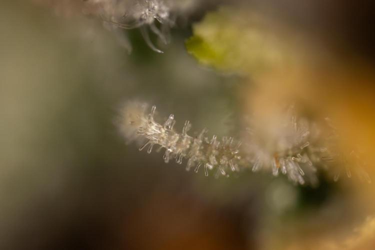 Godfather OG ✞ Auto - Zamnesia x B&B. Week 12 - Godfather OG #2 - Harvest Day - Micro Worlds 10x