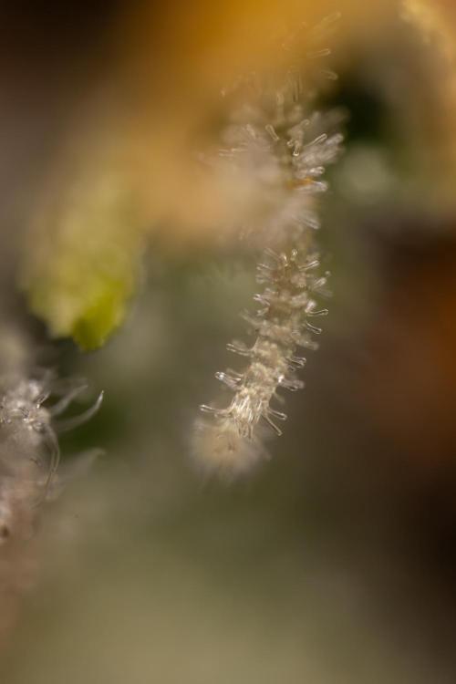 Godfather OG ✞ Auto - Zamnesia x B&B. Week 12 - Godfather OG #2 - Harvest Day - Micro Worlds 10x