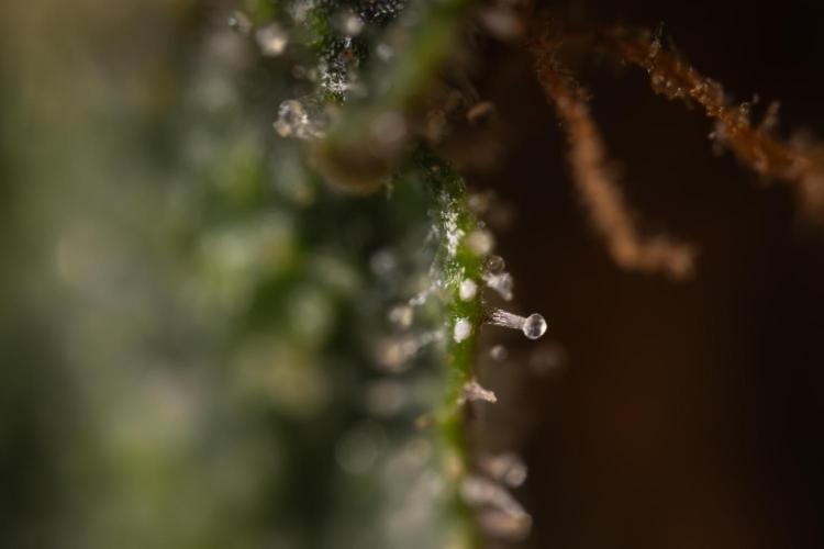 Godfather OG ✞ Auto - Zamnesia x B&B. Week 12 - Godfather OG #2 - Harvest Day - Micro Worlds 10x