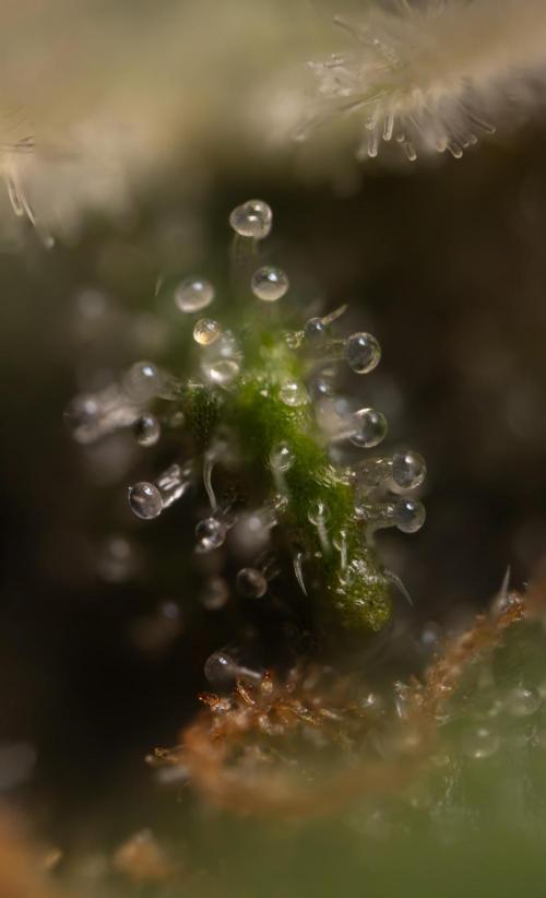 Godfather OG ✞ Auto - Zamnesia x B&B. Week 12 - Godfather OG #2 - Harvest Day - Micro Worlds 10x