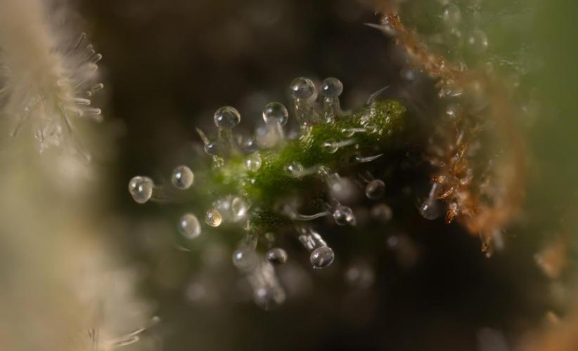 Godfather OG ✞ Auto - Zamnesia x B&B. Week 12 - Godfather OG #2 - Harvest Day - Micro Worlds 10x