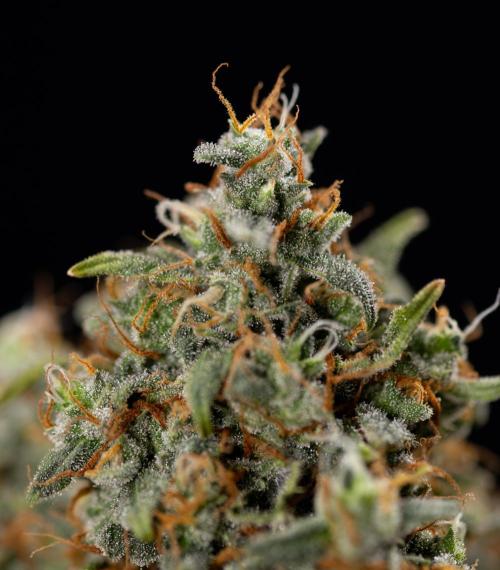 Mimosa 🌾 Auto - Zamnesia x B&B. Week 11 - Mimosa #1 - No Techniques - Harvest Day