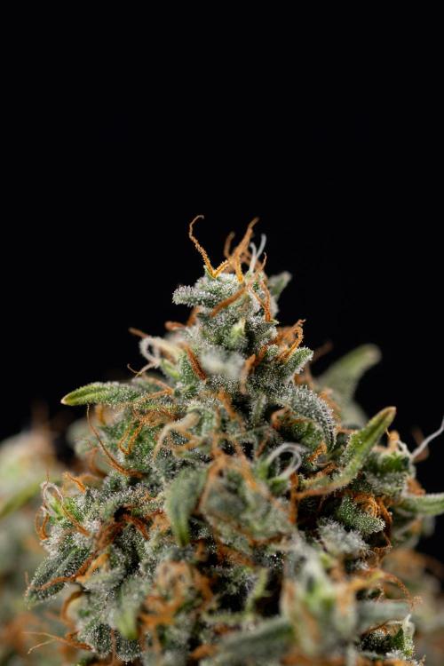 Mimosa 🌾 Auto - Zamnesia x B&B. Week 11 - Mimosa #1 - No Techniques - Harvest Day