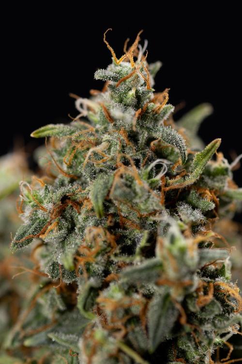 Mimosa 🌾 Auto - Zamnesia x B&B. Week 11 - Mimosa #1 - No Techniques - Harvest Day