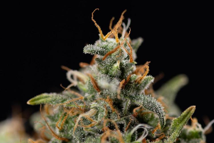 Mimosa 🌾 Auto - Zamnesia x B&B. Week 11 - Mimosa #1 - No Techniques - Harvest Day