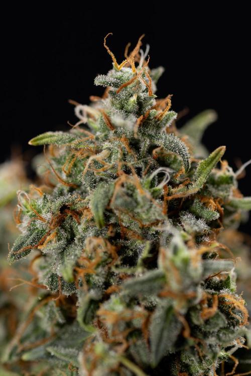 Mimosa 🌾 Auto - Zamnesia x B&B. Week 11 - Mimosa #1 - No Techniques - Harvest Day