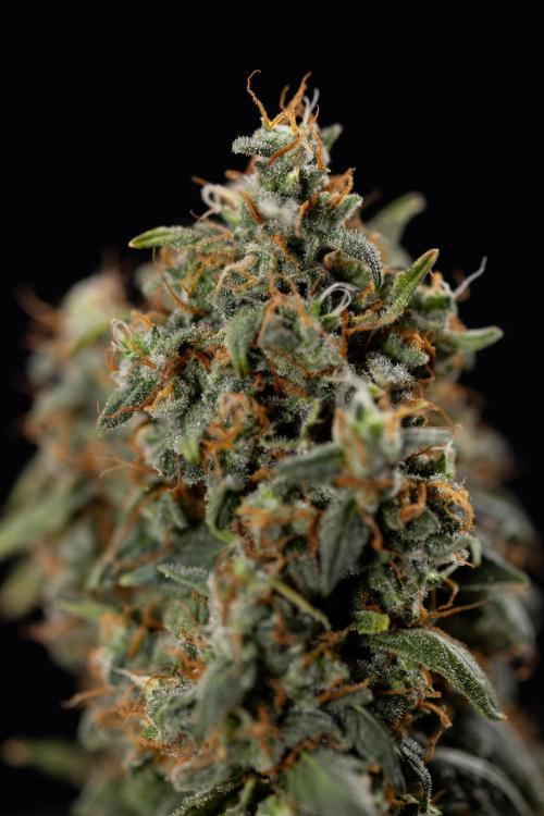 Mimosa 🌾 Auto - Zamnesia x B&B. Week 11 - Mimosa #1 - No Techniques - Harvest Day