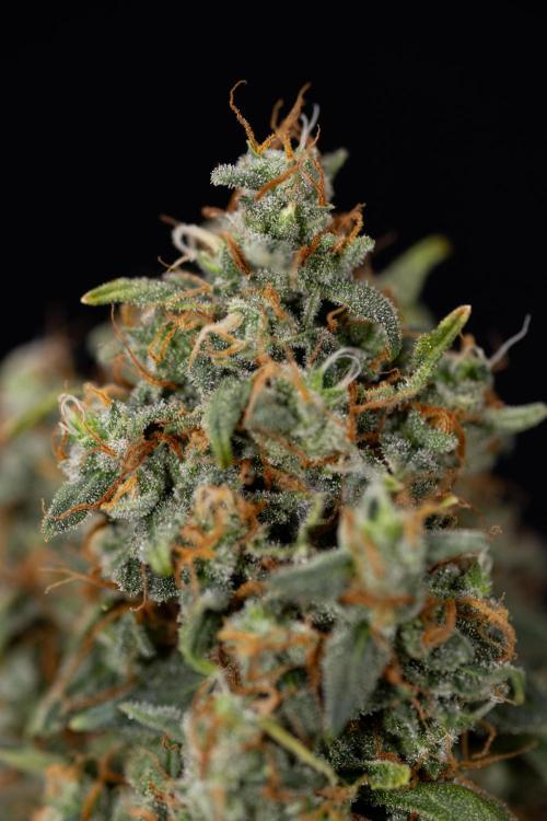 Mimosa 🌾 Auto - Zamnesia x B&B. Week 11 - Mimosa #1 - No Techniques - Harvest Day