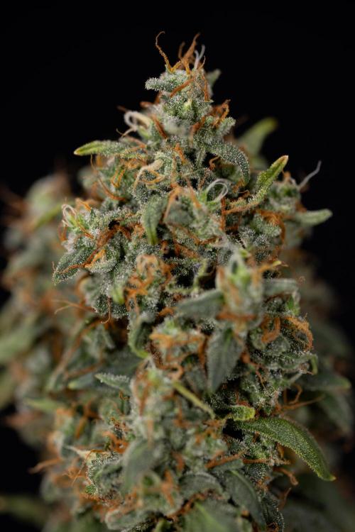 Mimosa 🌾 Auto - Zamnesia x B&B. Week 11 - Mimosa #1 - No Techniques - Harvest Day