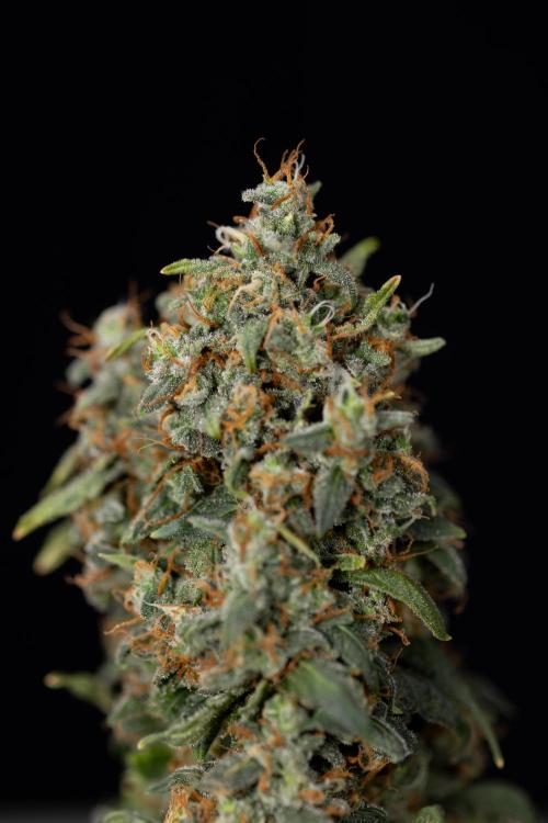 Mimosa 🌾 Auto - Zamnesia x B&B. Week 11 - Mimosa #1 - No Techniques - Harvest Day