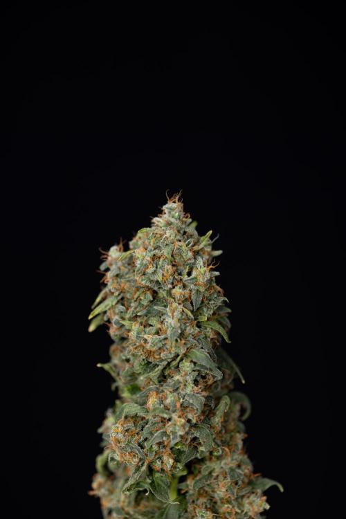 Mimosa 🌾 Auto - Zamnesia x B&B. Week 11 - Mimosa #1 - No Techniques - Harvest Day