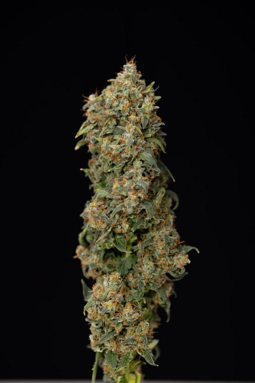 Mimosa 🌾 Auto - Zamnesia x B&B. Week 11 - Mimosa #1 - No Techniques - Harvest Day