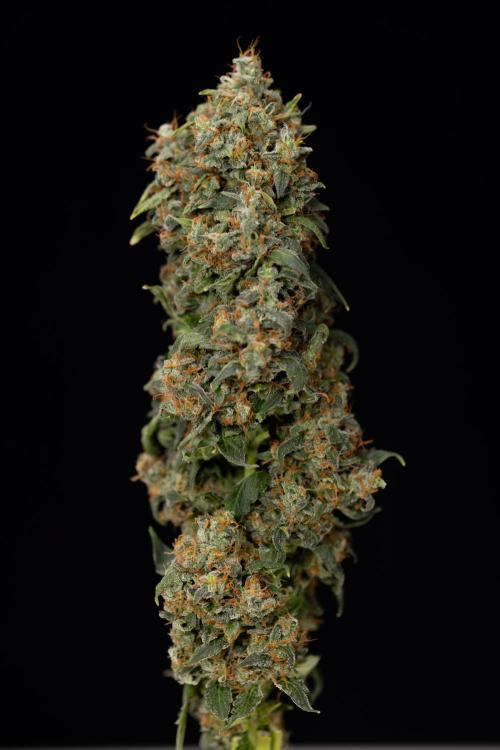 Mimosa 🌾 Auto - Zamnesia x B&B. Week 11 - Mimosa #1 - No Techniques - Harvest Day