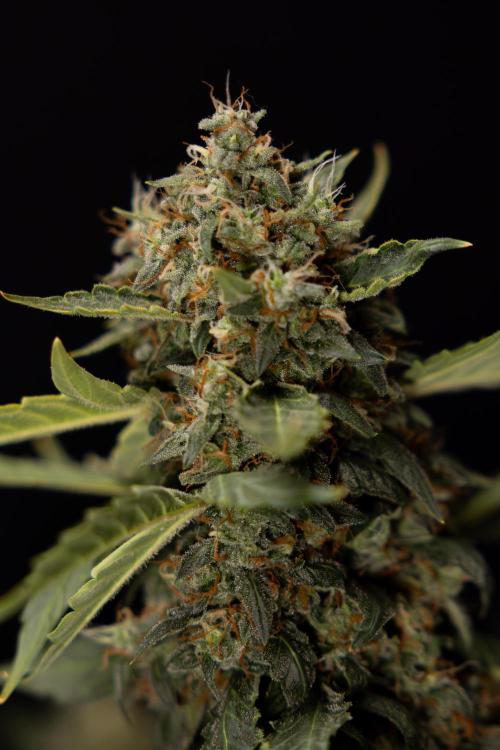 Mimosa 🌾 Auto - Zamnesia x B&B. Week 11 - Mimosa #1 - No Techniques - Harvest Day