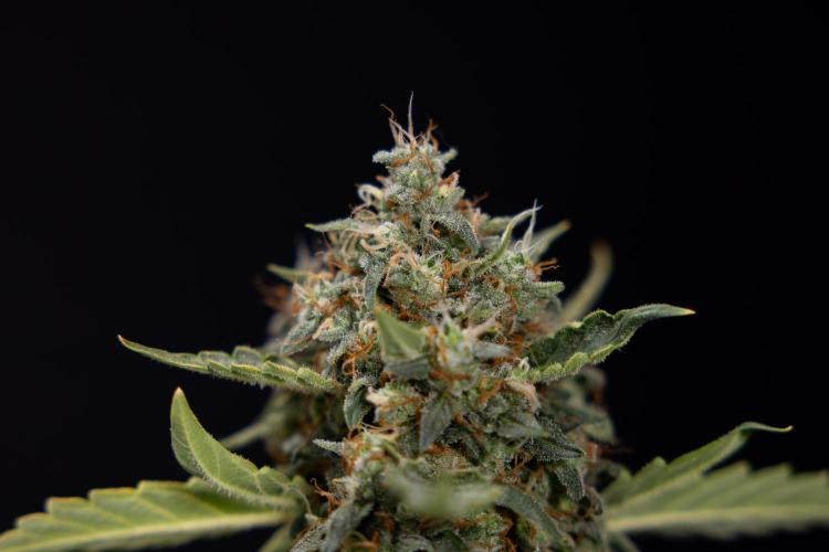 Mimosa 🌾 Auto - Zamnesia x B&B. Week 11 - Mimosa #1 - No Techniques - Harvest Day