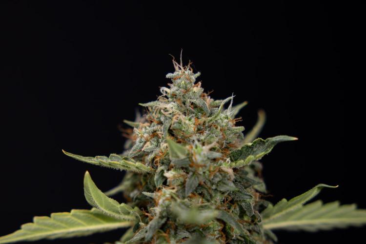 Mimosa 🌾 Auto - Zamnesia x B&B. Week 11 - Mimosa #1 - No Techniques - Harvest Day