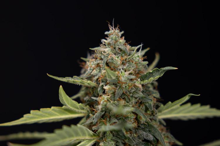 Mimosa 🌾 Auto - Zamnesia x B&B. Week 11 - Mimosa #1 - No Techniques - Harvest Day