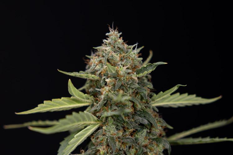 Mimosa 🌾 Auto - Zamnesia x B&B. Week 11 - Mimosa #1 - No Techniques - Harvest Day