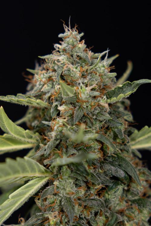 Mimosa 🌾 Auto - Zamnesia x B&B. Week 11 - Mimosa #1 - No Techniques - Harvest Day