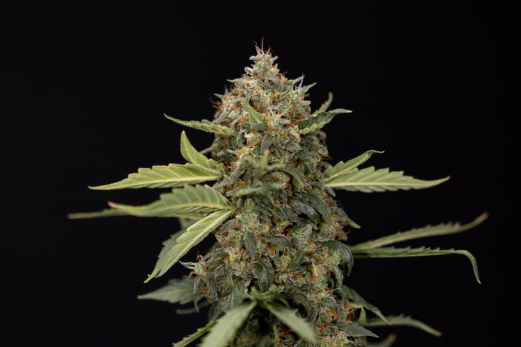 Mimosa 🌾 Auto - Zamnesia x B&B. Week 11 - Mimosa #1 - No Techniques - Harvest Day
