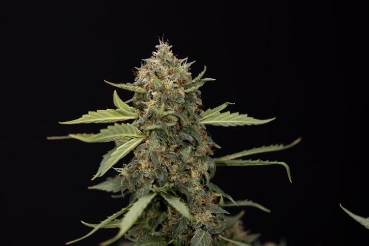 Mimosa 🌾 Auto - Zamnesia x B&B. Week 11 - Mimosa #1 - No Techniques - Harvest Day