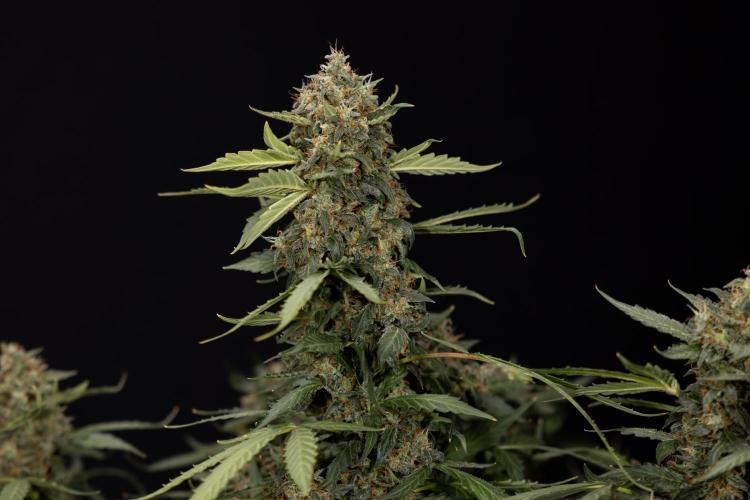 Mimosa 🌾 Auto - Zamnesia x B&B. Week 11 - Mimosa #1 - No Techniques - Harvest Day