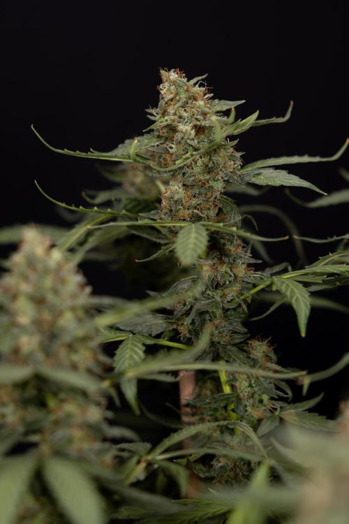 Mimosa 🌾 Auto - Zamnesia x B&B. Week 11 - Mimosa #1 - No Techniques - Harvest Day