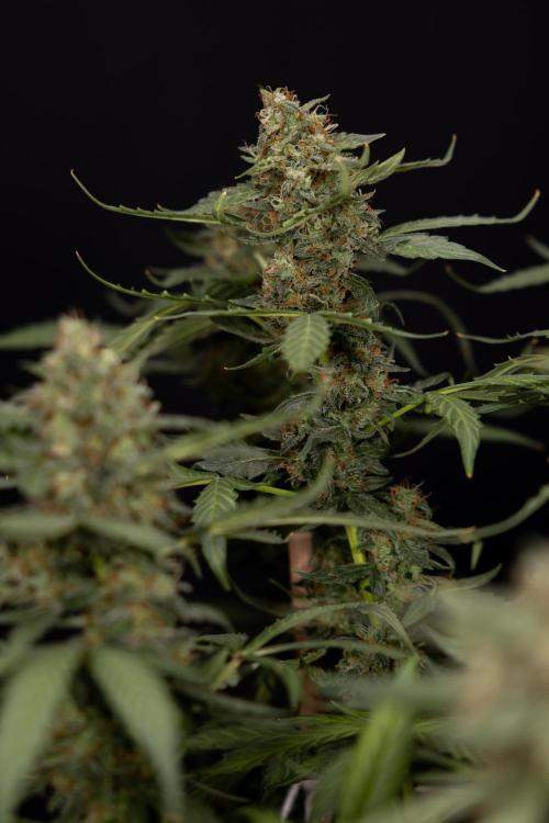 Mimosa 🌾 Auto - Zamnesia x B&B. Week 11 - Mimosa #1 - No Techniques - Harvest Day