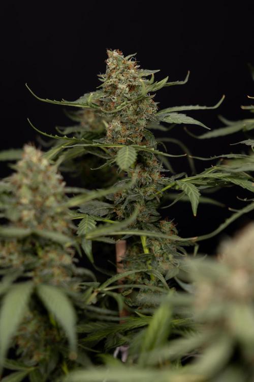 Mimosa 🌾 Auto - Zamnesia x B&B. Week 11 - Mimosa #1 - No Techniques - Harvest Day