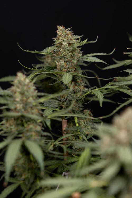 Mimosa 🌾 Auto - Zamnesia x B&B. Week 11 - Mimosa #1 - No Techniques - Harvest Day