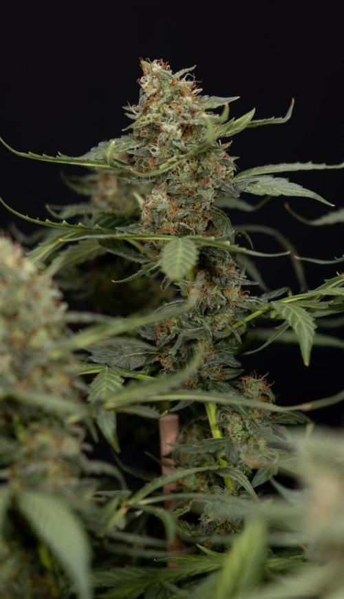 Mimosa 🌾 Auto - Zamnesia x B&B. Week 11 - Mimosa #1 - No Techniques - Harvest Day