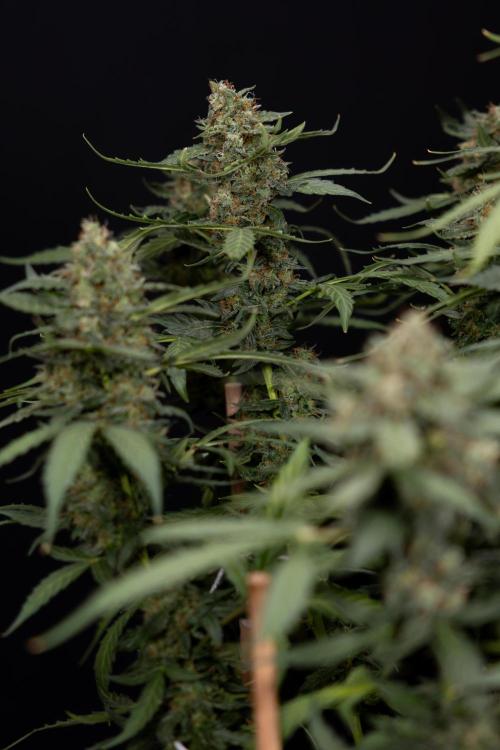 Mimosa 🌾 Auto - Zamnesia x B&B. Week 11 - Mimosa #1 - No Techniques - Harvest Day