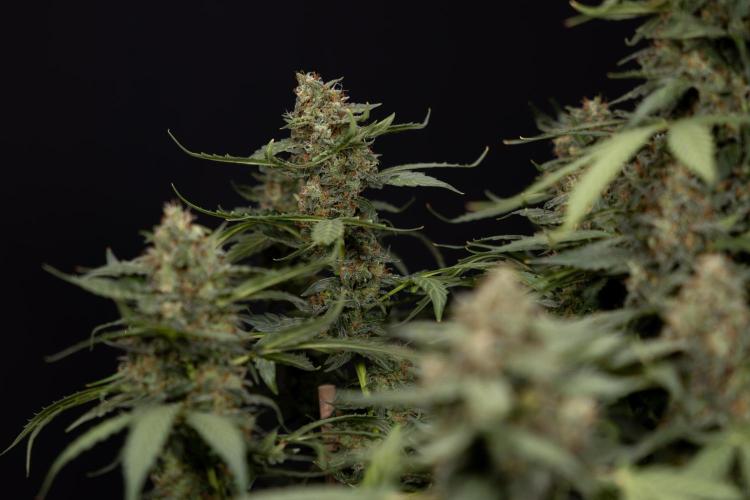 Mimosa 🌾 Auto - Zamnesia x B&B. Week 11 - Mimosa #1 - No Techniques - Harvest Day