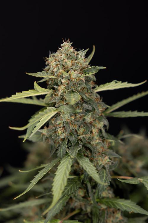 Mimosa 🌾 Auto - Zamnesia x B&B. Week 11 - Mimosa #1 - No Techniques - Harvest Day