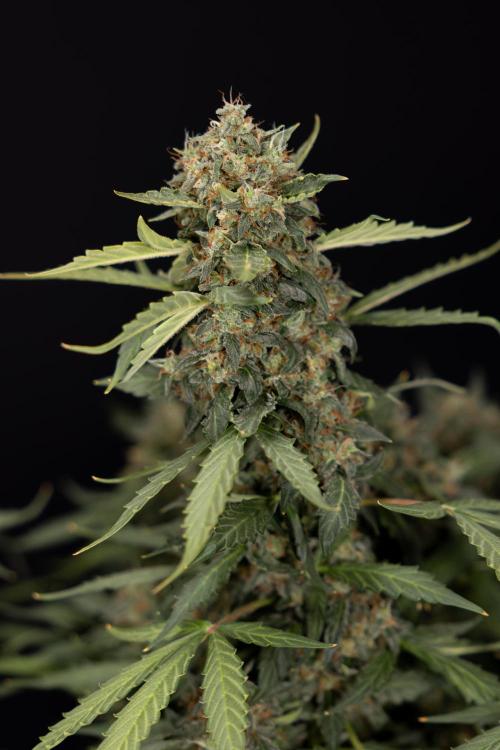 Mimosa 🌾 Auto - Zamnesia x B&B. Week 11 - Mimosa #1 - No Techniques - Harvest Day