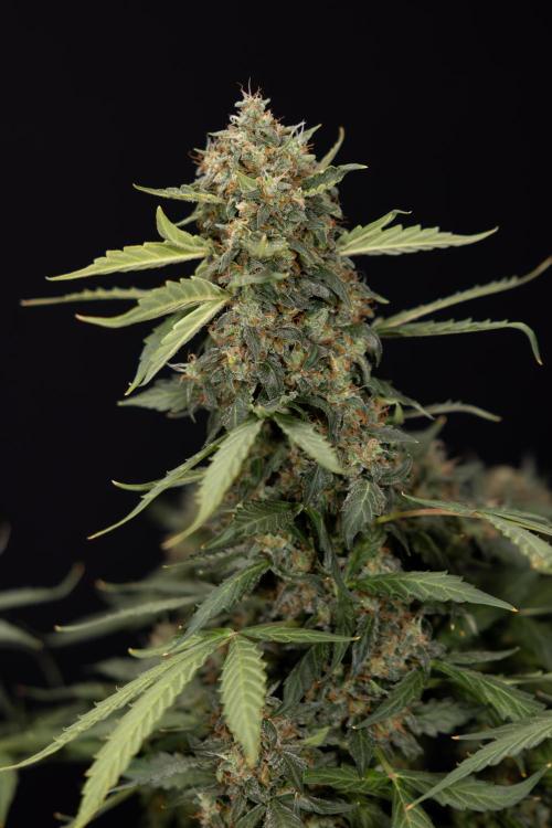 Mimosa 🌾 Auto - Zamnesia x B&B. Week 11 - Mimosa #1 - No Techniques - Harvest Day